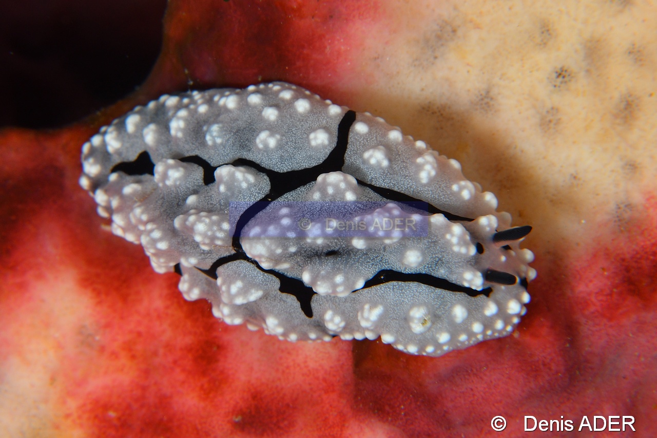 Phyllidiopis pipeki-Wangi Wangi Island-17m-20180601-Denis-ADER-DSC_3080_tn.jpg